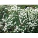 спирея белая вангутта саженцы купить в алматы в казахстане цветущий кустарник питомник растений Rostok